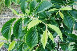 Ulmus carpinifolia  'Patriot' — photo 2
