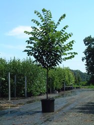 Ulmus americana 'Princeton' — photo 1