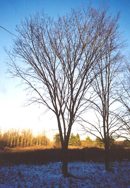 Ulmus americana 'Valley Forge'