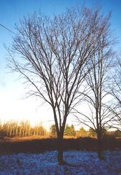 Ulmus americana 'Valley Forge' — photo 1