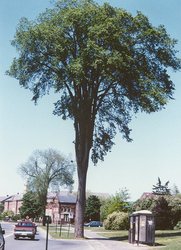 Ulmus americana 'Valley Forge' — photo 2
