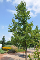 Ulmus carp. x parvifolia 'Frontier' — photo 1