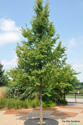 Ulmus carp. x parvifolia 'Frontier' — photo 2