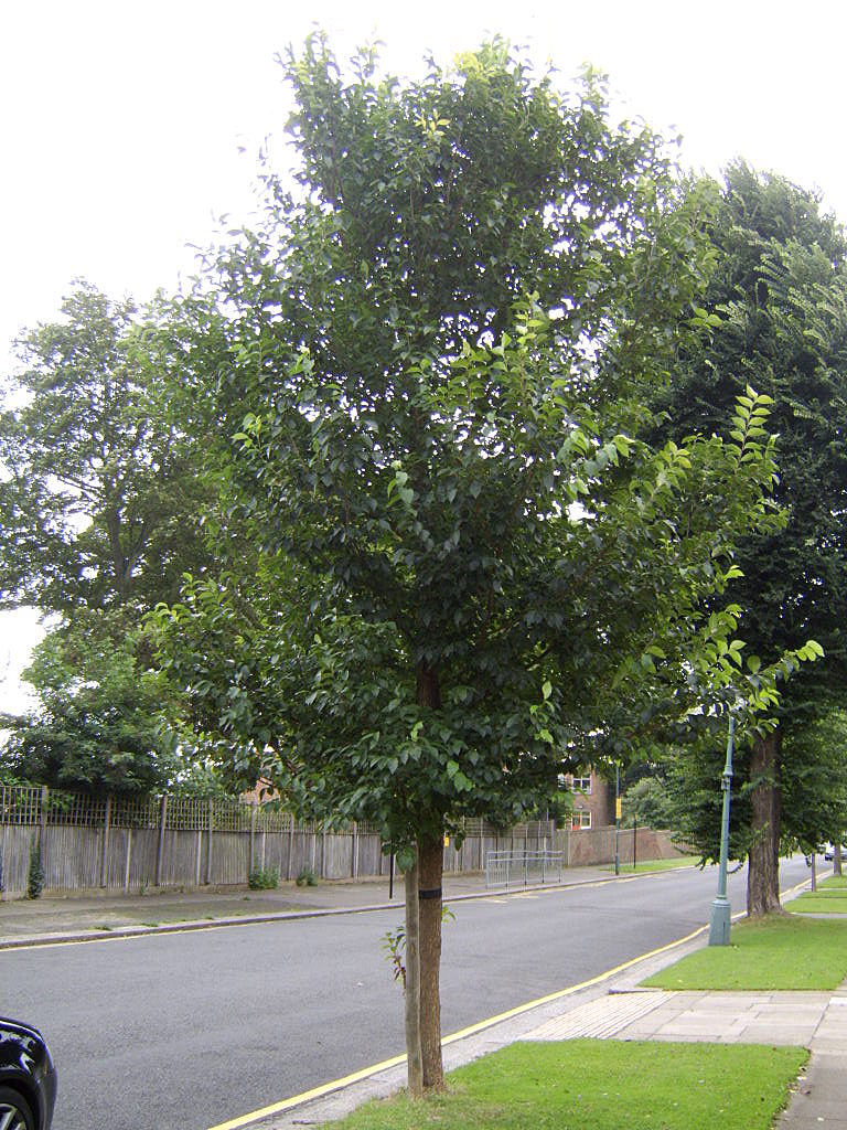 Ulmus carpinfolia Homestead