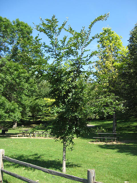 Ulmus dividiana var. japonica 'Discovery