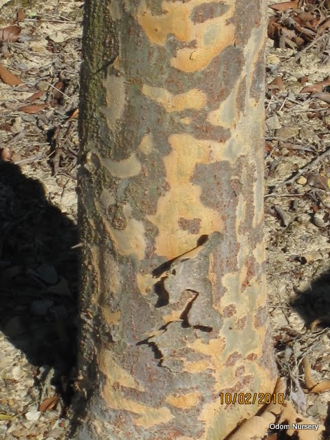 Ulmus parvifolia 'Allee' (Emerald Vase)