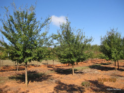 Ulmus parvifolia 'Allee' (Emerald Vase) — photo 2