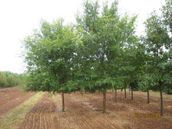 Ulmus parvifolia 'Allee' (Emerald Vase) — photo 3