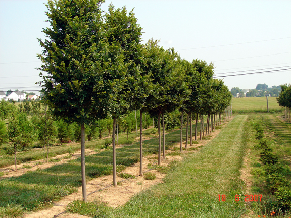 Ulmus parvifolia Athena