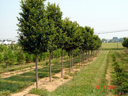 Ulmus parvifolia Athena — photo 1