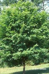 Ulmus parvifolia Athena — photo 2