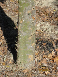 Ulmus Parvifolia Bosque — photo 1