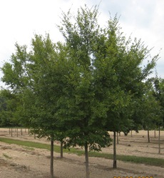 Ulmus Parvifolia Bosque — photo 2