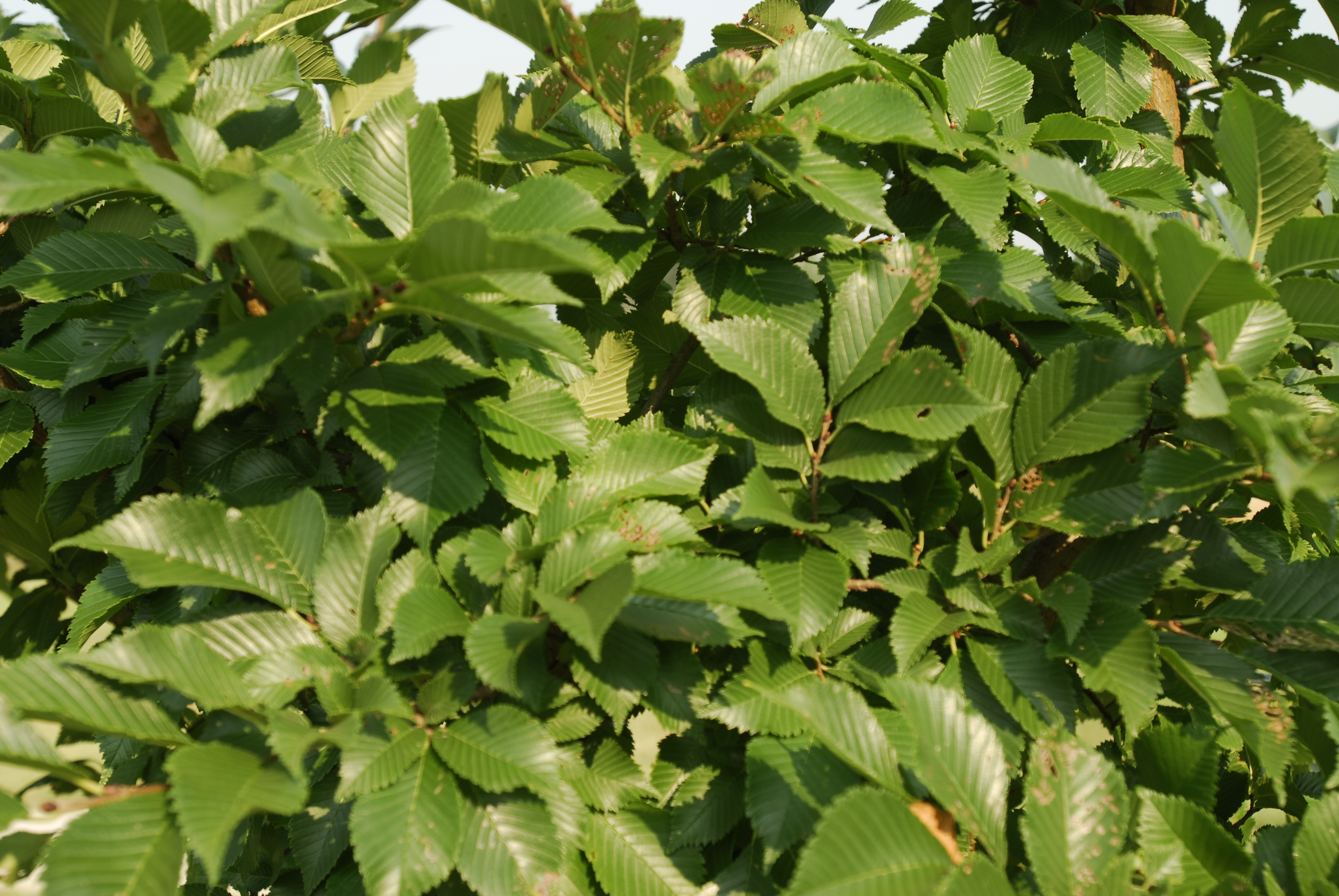 Ulmus x Accolade Morton