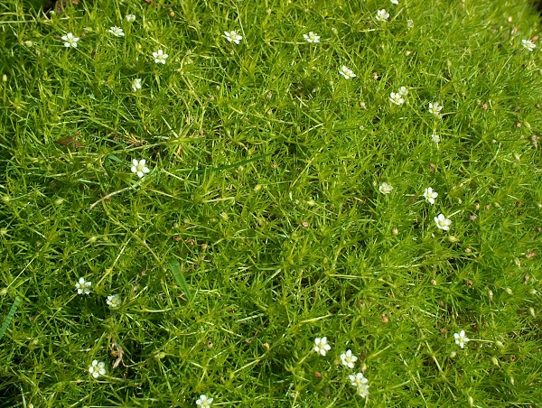 Sagina subulata 'Aurea' — photo 1