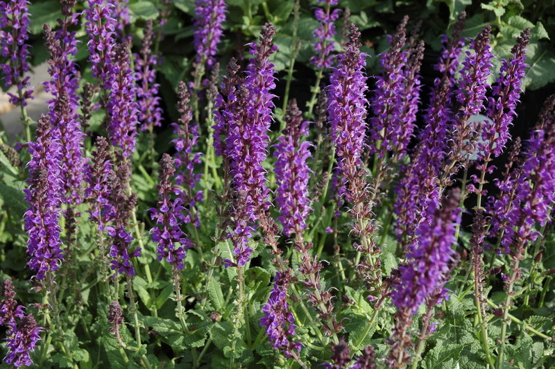 Salvia nemorosa 'May Night'