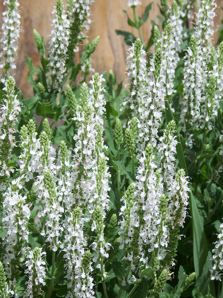 Salvia Snow Hill — photo 1