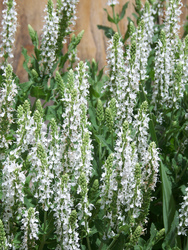 Salvia Snow Hill — photo 1