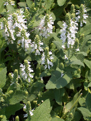 Salvia Snow Hill — photo 2
