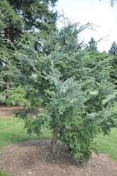 Tsuga diversifolia — photo 1