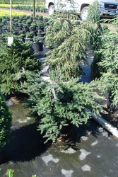 Tsuga diversifolia — photo 2
