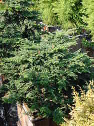 Tsuga diversifolia — photo 3