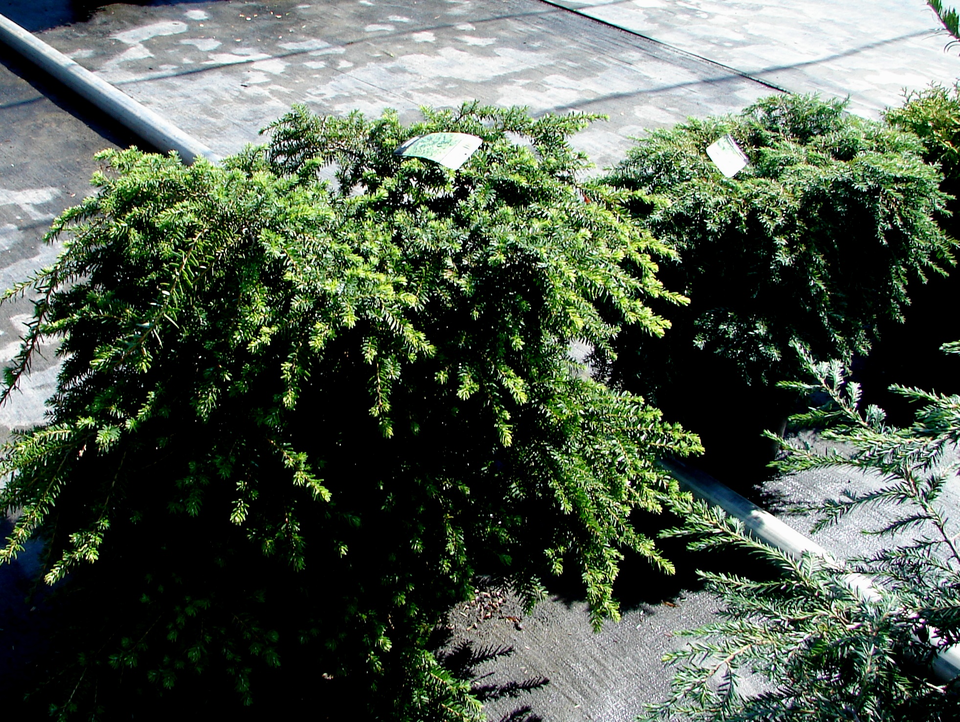 Tsuga chinensis