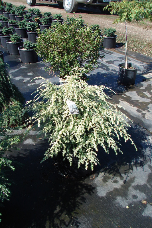 Tsuga canadensis Summer Snow