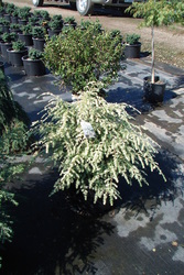 Tsuga canadensis Summer Snow — photo 2