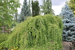 Taxodium distichum 'Cascade Falls' — photo 2