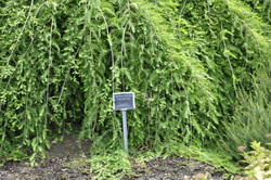 Taxodium distichum 'Cascade Falls' — photo 3