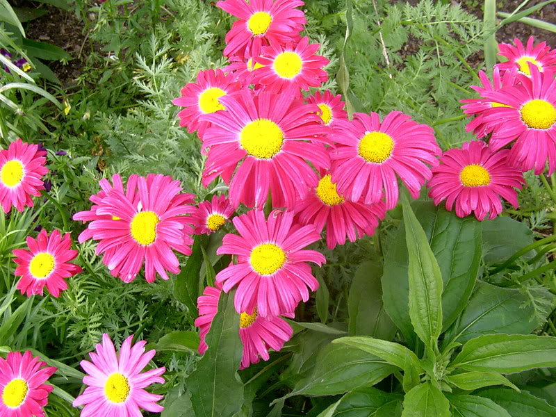 Tanacetum Robinson's Pink — photo 1