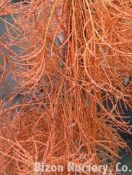Taxodium ascendens Nutans — photo 3