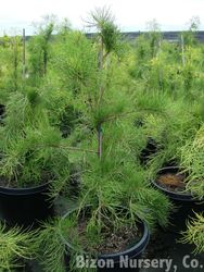 Taxodium ascendens Nutans — photo 4