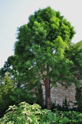 Taxodium distichum Shawnee Brave — photo 2