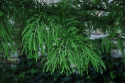 Taxodium distichum Shawnee Brave — photo 3