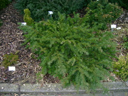 Taxus baccata 'Repandens' — photo 2