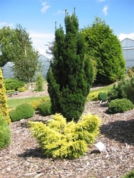 Taxus baccata Fastigiata — photo 2