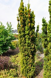 Taxus baccata Fastigiata — photo 3