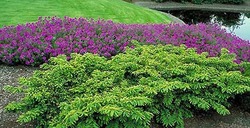 Taxus cusp. 'Monloo' (Emerald Spreader) — photo 2