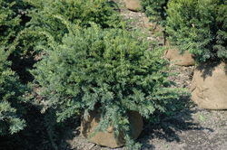 Taxus baccata 'Repandens' — photo 3