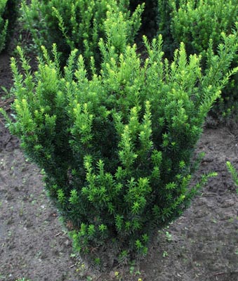 Taxus x media Green Mountain — photo 1