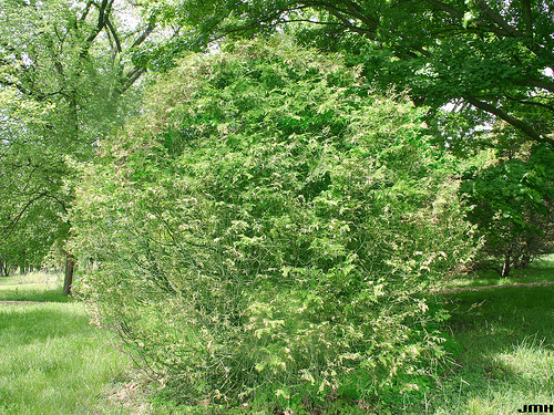 Thuja Occ Woodwardii — photo 1