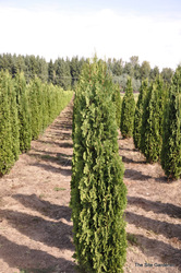 Thuja occidentalis 'Degroots Spire' — photo 2