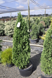 Thuja occidentalis 'Degroots Spire' — photo 3