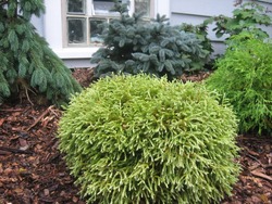 Thuja occidentalis 'Golden Tuffet' — photo 2