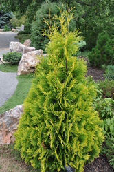 Thuja occidentalis 'Yellow Ribbon' — photo 3