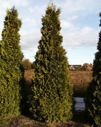 Thuja occidentalis Danica — photo 2