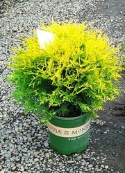 Thuja occidentalis Golden Globe — photo 2
