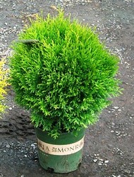 Thuja occidentalis Golden Globe — photo 3